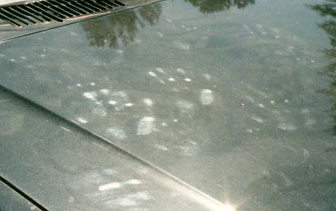 Photo: dark car hood with numerous white handprint patterns floating down within it